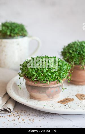 Microverts de luzerne. Germination des Microgreens. Germination des graines à la maison. Vegan et concept de saine alimentation. Graines de luzerne germées, micro verts. Croissance Banque D'Images