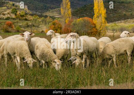 Rebaño de ovejas, Santa María de la Nuez , municipio de Bárcabo, Sobrarbe, Provincia de Huesca, Comunidad Autónoma de Aragón, cordillera de los Pirineos, Espagne, Europe. Banque D'Images