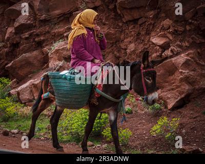 Berber femme à cheval d'un âne, ait Blal, province d'azilal, chaîne de montagnes de l'Atlas, maroc, afrique. Banque D'Images