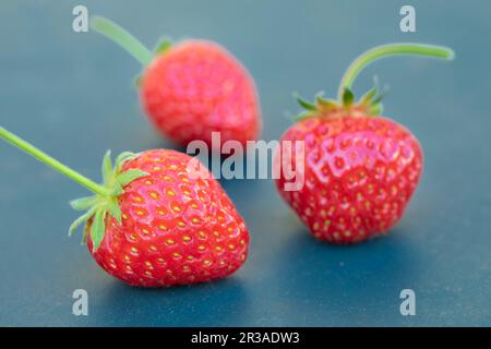 Trois fraises mûres sur fond bleu colombe Banque D'Images