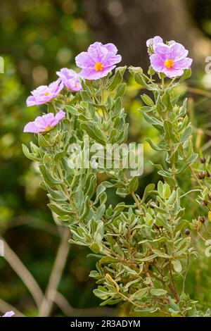 Estepa Blanca (Cistus albidus). Puig de Randa.Llucmajo-Algaidar.Mallorca.Baleares.España. Banque D'Images