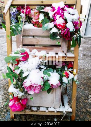 Fleurs de rose congelées dans la neige en vitrine Banque D'Images