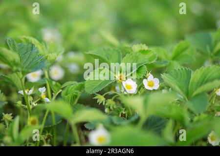 Fraises en fleurs - champ de fraises dans une ferme biologique. plusieurs fleurs de fraise sur la tige. Banque D'Images