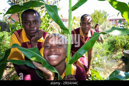 Les écoliers apprennent l'agriculture et l'agriculture Banque D'Images