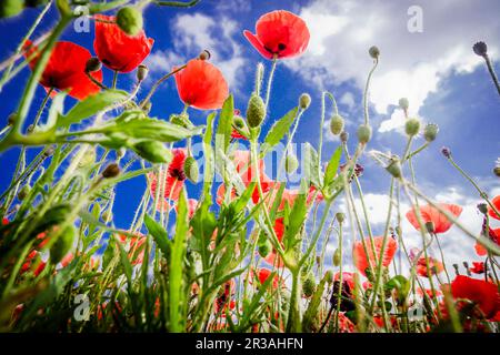 Papaver rhoeas, amapola silvestre, Porreres, Mallorca, Islas Baleares, Espagne. Banque D'Images