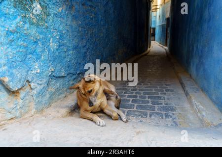 Chien errant dans une allée, Fès el-Bali, Fès, maroc, afrique. Banque D'Images