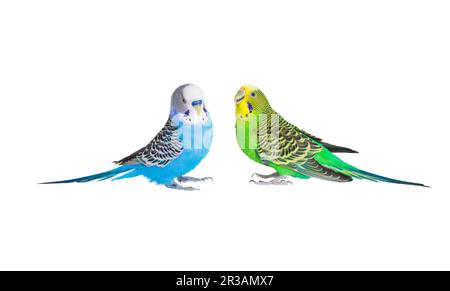 Deux perroquets avec un magnifique plumage sont assis en face l'un de l'autre Banque D'Images