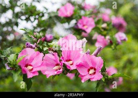 Arbre Hibiscus rose en fleurs. Fleur rose vif de l'hibiscus (Hibiscus rosa sinensis) Banque D'Images
