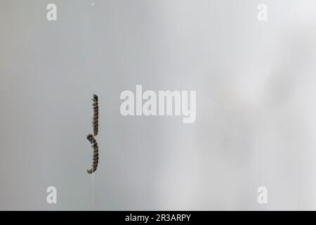 Une masse de sangles de silken sur des arbustes au parc commercial Meole Brace à Shrewsbury, que l'on croit être faites par des chenilles de la teigne d'hermine pour se protéger pendant qu'elles se nourrissent et se marient. Date de la photo: Mardi 23 mai 2023. Banque D'Images