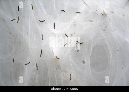 Une masse de sangles de silken sur des arbustes au parc commercial Meole Brace à Shrewsbury, que l'on croit être faites par des chenilles de la teigne d'hermine pour se protéger pendant qu'elles se nourrissent et se marient. Date de la photo: Mardi 23 mai 2023. Banque D'Images