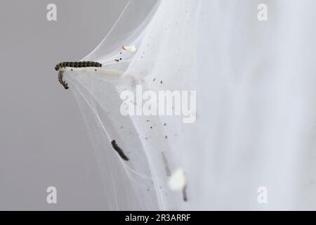 Une masse de sangles de silken sur des arbustes au parc commercial Meole Brace à Shrewsbury, que l'on croit être faites par des chenilles de la teigne d'hermine pour se protéger pendant qu'elles se nourrissent et se marient. Date de la photo: Mardi 23 mai 2023. Banque D'Images