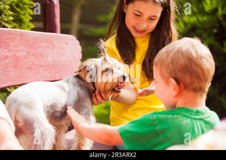 Le yorkshire terrier est un favori des jeunes enfants Banque D'Images