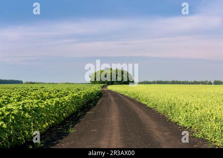 Route de terre entre le champ de blé et de tournesol. Paysage d'été avec champs et ciel pittoresque. Banque D'Images