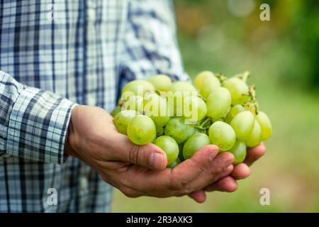 Les agriculteurs se font les mains de raisins blancs fraîchement récoltés Banque D'Images