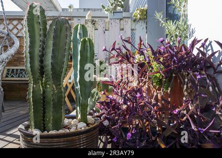 Il y a des cactus sans spinelle, comme Opuntia ficus-indica et Opuntia leucotricha. Ces espèces sans spinelles peuvent être mangées par les bovins en périodes sèches Banque D'Images