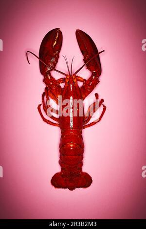 Un homard cuit sur une surface rose Banque D'Images