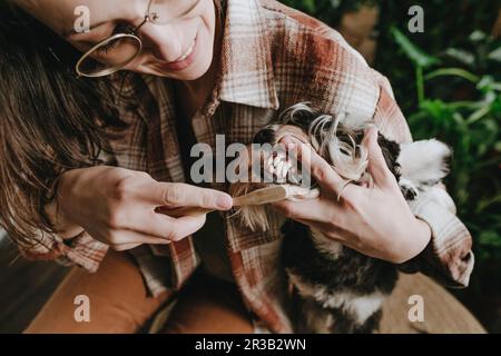 Femme se brossant les dents du chien Schnauzer avec une brosse à dents en bois à la maison Banque D'Images