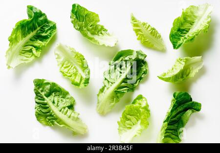 Motif avec feuilles de romaine disposées sur fond blanc Banque D'Images
