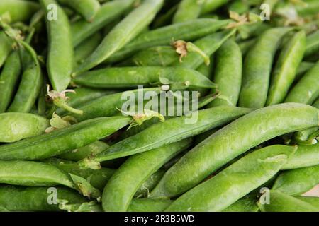 Petits pois verts dans des gousses fraîchement cueillies sur du bois. Quelques petits pois verts. Petits pois verts frais. gousses vertes avec pois a Banque D'Images