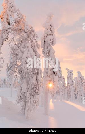 Grands arbres gelés dans un paysage enneigé Banque D'Images