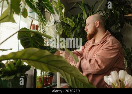 Homme examinant les plantes de maison debout par fenêtre Banque D'Images