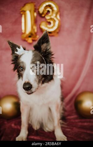 Chien Border collie portant la couronne Banque D'Images