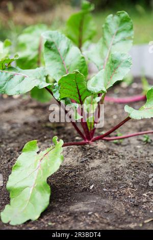 Jeunes plants de betteraves vertes. Croissance des betteraves. Racines de betteraves biologiques poussant sur le lit de légumes. Banque D'Images