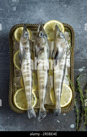 Corégone de maquereau cru en plateau avec de la glace et du citron Banque D'Images