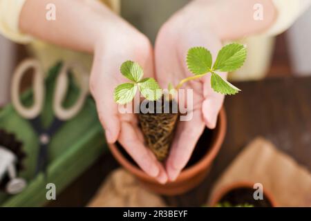 Femme plantant le semis de fraise dans le pot Banque D'Images