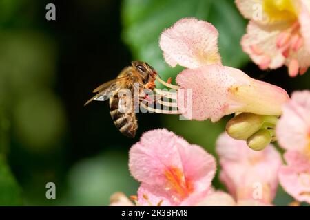 Abeille collectant du pollen rouge sur une fleur de châtaigne de cheval rouge Banque D'Images