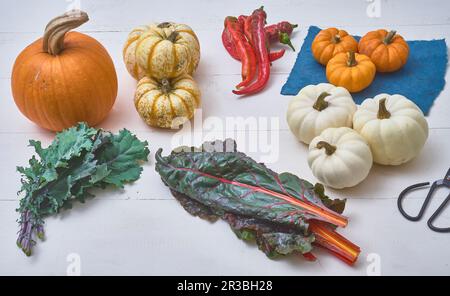 Se préparer à la tarte à la citrouille après avoir récolté les citrouilles Banque D'Images