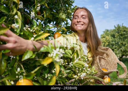 Femme souriante qui atteint des oranges sur un arbre dans un verger Banque D'Images