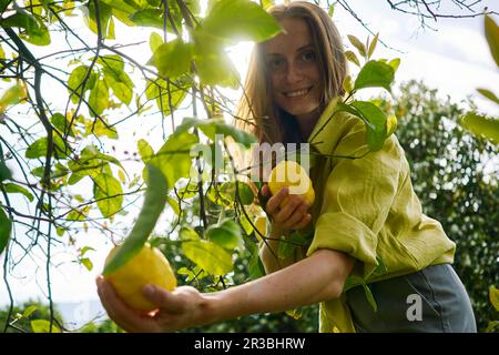 Femme souriante près d'un citronnier dans un verger Banque D'Images