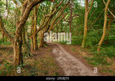 Ruegen Allemagne Forêt fantôme Banque D'Images