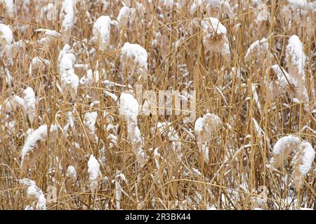 Neige - Eparets secs couverts de roseaux côtiers sur fond de ciel gris d'hiver. Pampas herbe, beauté dans la nature, extérieur. Copier l'espace. Foc sélectif Banque D'Images