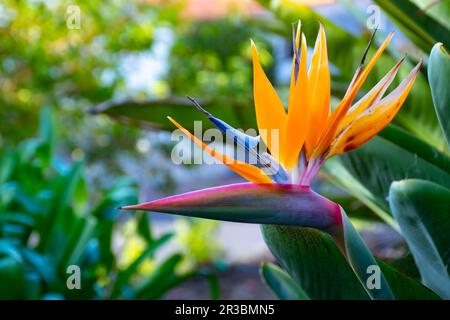 Strelitzia reginae, oiseau de paradis, symbole de l'île de Madère Banque D'Images