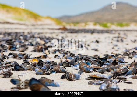 Des coquilles de Mussel vides sont lavées sur une plage sur la côte ouest du Cap Banque D'Images