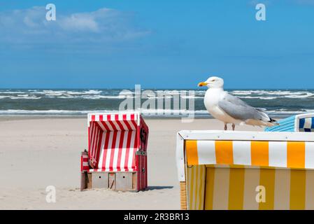 Mouette, panier de plage, plage, mer, Langeoog Banque D'Images