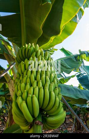 Régime de bananes à la bananeraie platano de Tenerife, Îles Canaries Banque D'Images