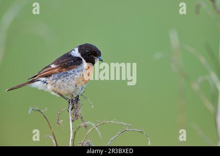 Stonechat européen (mâle) au lac Neusiedl Banque D'Images