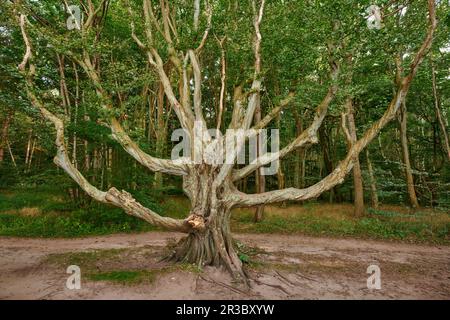 Ruegen Allemagne Forêt fantôme Banque D'Images