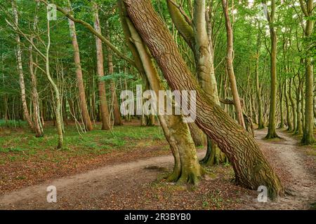 Ruegen Allemagne Forêt fantôme Banque D'Images