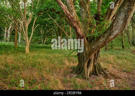 Ruegen Germany Ghost Forest Stock Photo