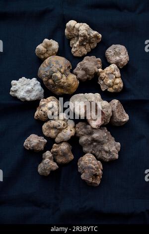 Truffe d'Alba blanche (Tuber Magnatum Pico) Banque D'Images