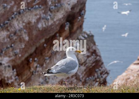 Goéland argenté (Larus argentatus), Heligoland Banque D'Images