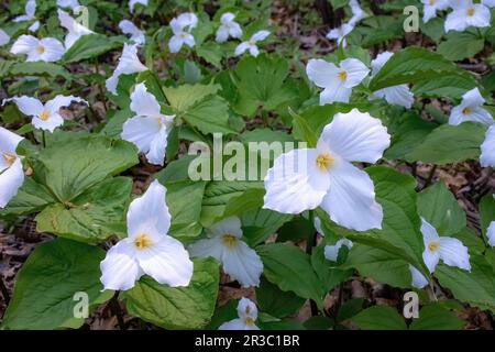 Un grand groupe de fleurs sauvages trillium blanches se blottant au bord d'une forêt lors d'une journée de printemps à Taylors Falls, Minnesota, États-Unis. Banque D'Images