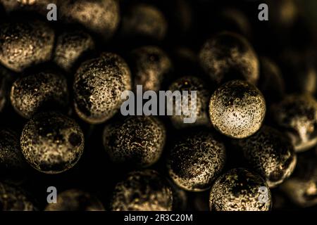 Raisin sain bio gros plan avec des gouttes d'eau Banque D'Images