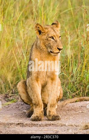 Un jeune Lion d'Afrique cub sur une route de terre dedans Une réserve de gibier d'Afrique du Sud Banque D'Images