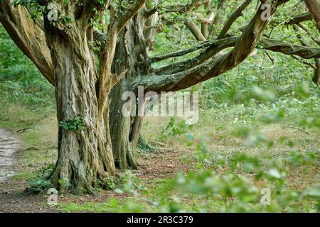 Ruegen Germany Ghost Forest Stock Photo