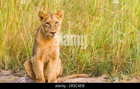 African Lion cub sur une route de terre dans une réserve de gibier d'Afrique du Sud Banque D'Images